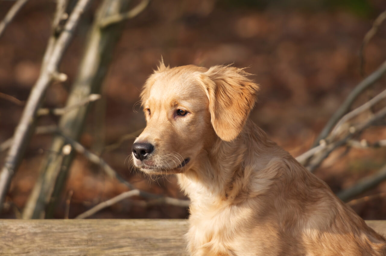 doering-retriever.de